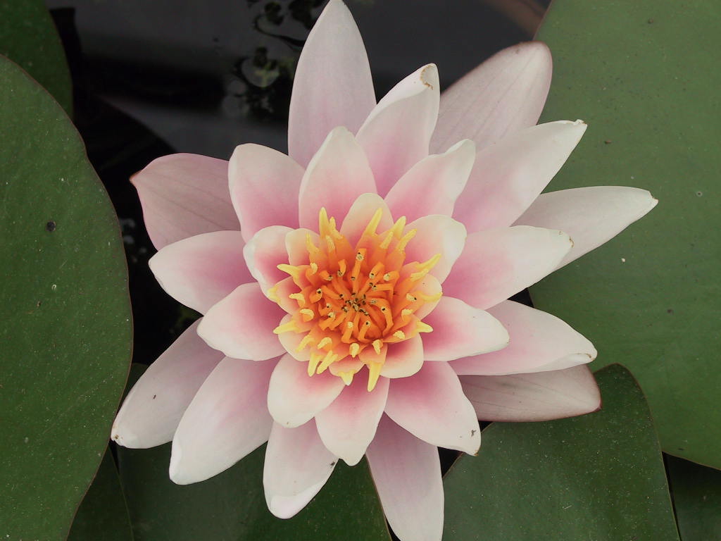 Nymphaea unsere alte Rosa 2.jpg